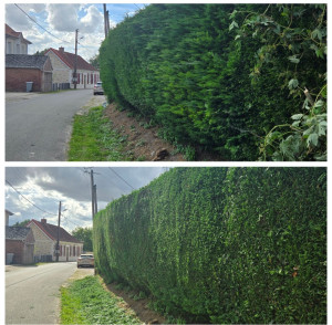 Photo de galerie - Taille de haies et d'arbustes