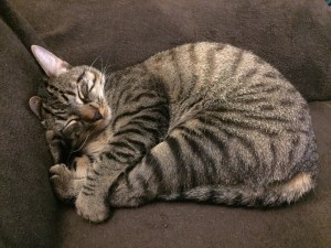 Photo de galerie - Garde de chats