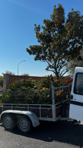 Photo de galerie - Élagage d’un Magnolia et évacuation des déchets 