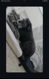 Photo de galerie - Le petit chien que je garde souvent ❤️