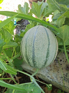 Photo de galerie - Melon
