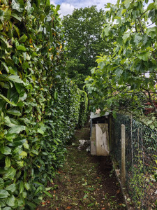 Photo de galerie - Taille d'une haie pour créer un passage à l'arrière du jardin