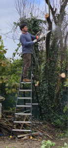 Photo de galerie - Elagage et coupe d'arbres