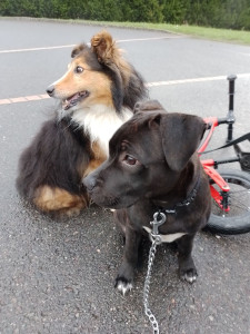 Photo de galerie - Garde animaux