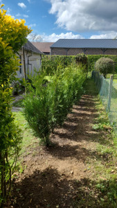 Photo de galerie - Plantation de haies 