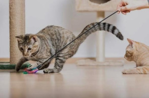 Photo de galerie - Jeux avec des chatons