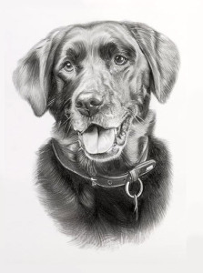 Photo de galerie - Portrait de chien dessin au crayon