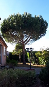 Photo de galerie - Elagage et coupe d'arbres