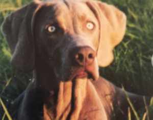 Photo de galerie - Isis : ma chienne,Braque de Weimar ,qui n est plus là,malheureusement 