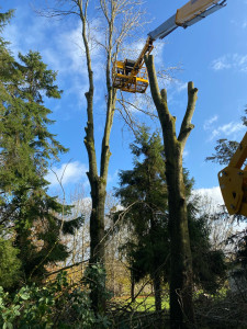 Photo de galerie - Elagage et coupe d'arbres