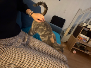 Photo de galerie - Yona : une petite chatte que j’ai eue l’occasion de nourrir et de garder le temps d’une semaine. On a tout de suite accroché !! 