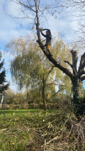 Photo de galerie - élagage arbre 