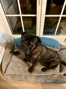 Photo de galerie - Garde chien