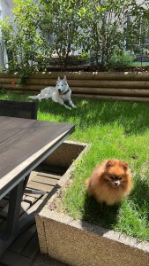 Photo de galerie - Garde de chiens a paris. 