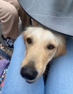 Photo de galerie - Garde chien