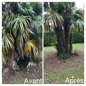 Photo de galerie - Nettoyage d’un palmier 