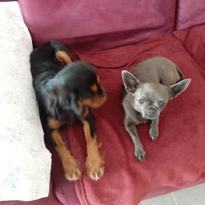 Photo de galerie - Garde chien