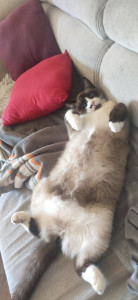 Photo de galerie - Charlot, un chat heureux ☺️