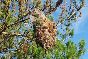 Photo de galerie - Enlèvement nid chenilles processionnaires 