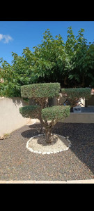 Photo de galerie - Taille d arbuste 