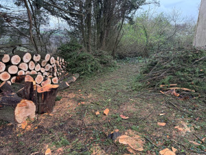 Photo de galerie - Elagage et coupe d'arbres