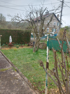 Photo de galerie - Taillage pommier et paillage de braya de branche 