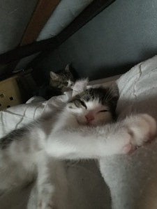Photo de galerie - Moogli et Pastis ♥️