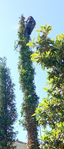 Photo de galerie - Abattage par démontage en grimpe d'un cèdre 