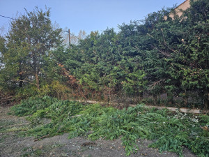 Photo de galerie - Taille de haies et d'arbustes