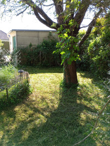 Photo de galerie - Tonte en 2 fois sur 50 centimètres de haut 
