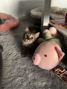 Photo de galerie - Garde chat