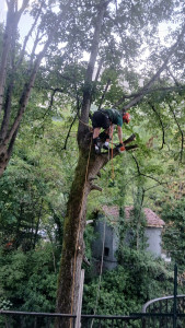 Photo de galerie - Commencement d'un taille de deux arbres difficile