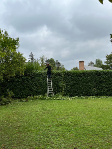 Photo de galerie - Taille d’une Haie de Laurier 