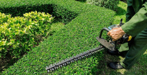 Photo de galerie - Taille de haies