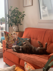 Photo de galerie - Garde chien
