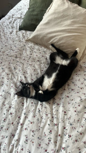 Photo de galerie - Garde d’un chat qui m’a l’air plus qu’heureux !