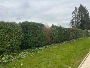 Photo de galerie - Taille de haie