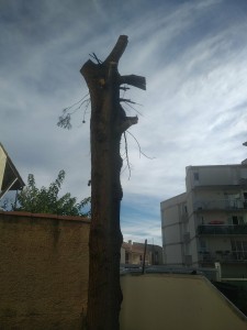 Photo de galerie - Elagage et coupe d'arbres