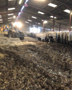Photo de galerie - Travaux d'élevage : repaillage, alimentation des animaux et entretien de l'exploitation.