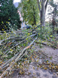 Photo de galerie - Débitage d’arbre 