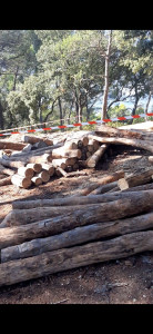 Photo de galerie - Elagage et coupe d'arbres