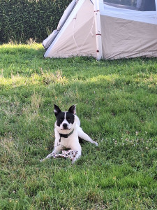 Photo de galerie - Meeko en garde pour la semaine 