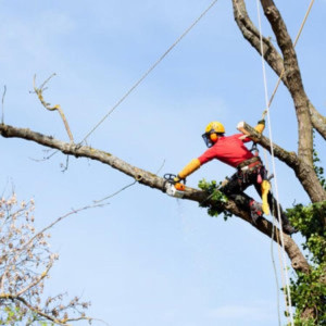 Photo de galerie - Élagage arbre 12 mètre 