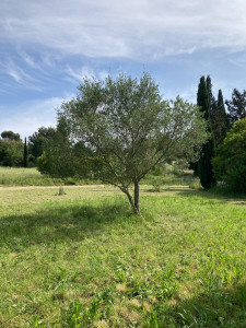 Photo de galerie - Taille de haies et d'arbustes