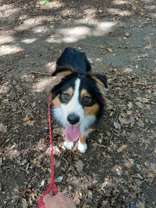 Photo de galerie - Dressage