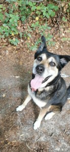 Photo de galerie - Garde chien