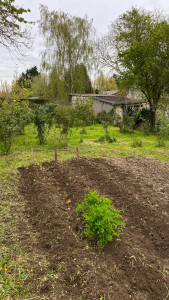 Photo de galerie - Bêchage de jardin pour planter des pommes de terre. 