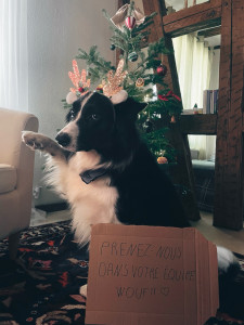 Photo de galerie - Garde chien