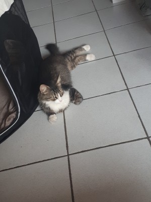 Photo de galerie - Garde chat