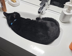 Photo de galerie - Le plus heureux, Django c'est adapté très vite, il a beaucoup apprécié notre compagnie et surtout celle de Cody.